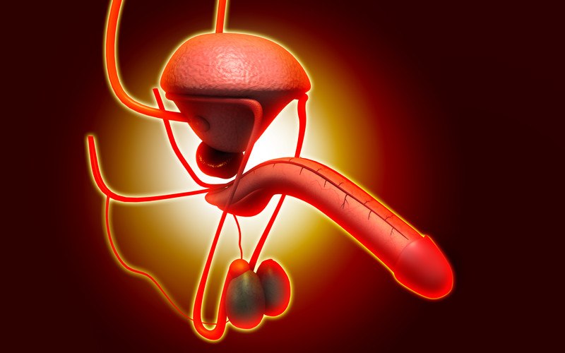Penis-Suspensory-Ligaments